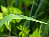 Fledermaus-Azurjungfer Libelle